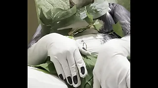 太ったハスキーの葉っぱビキニ